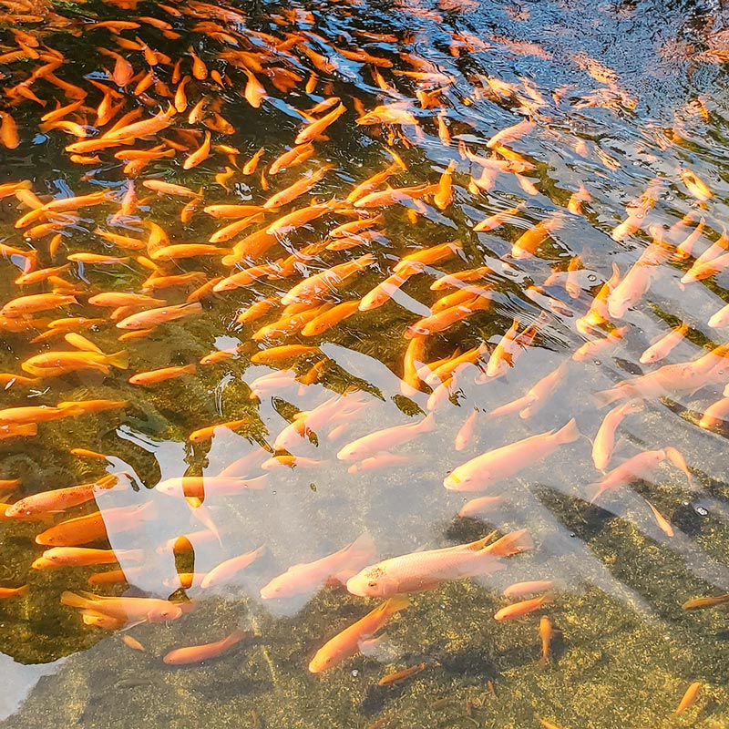 Especialización en Producción Animal: Organismos Acuáticos