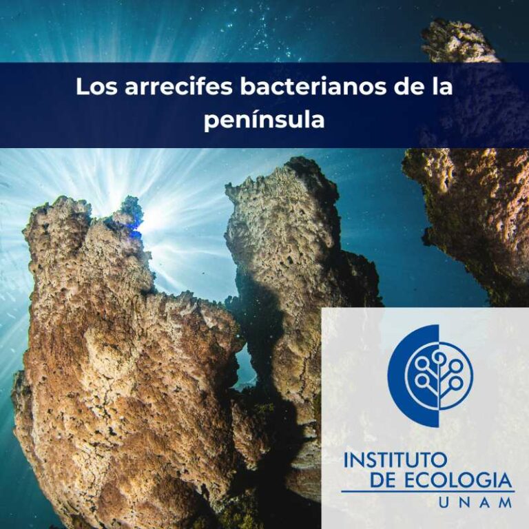 microbialitos