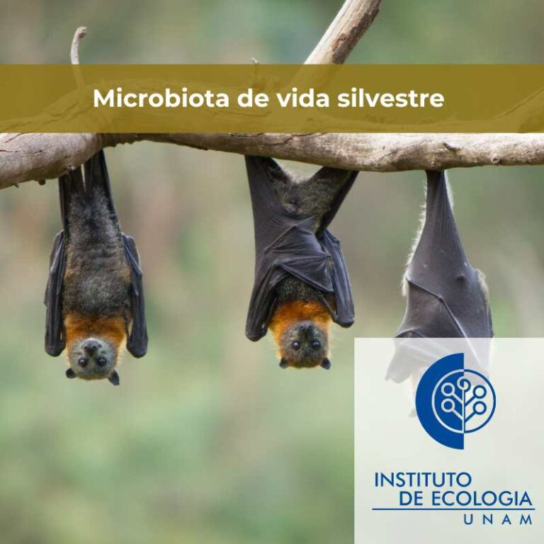 microbiota