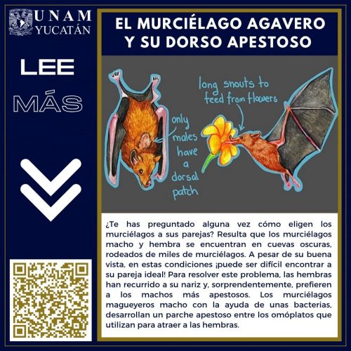 El murciélago agavero y su dorso apestoso