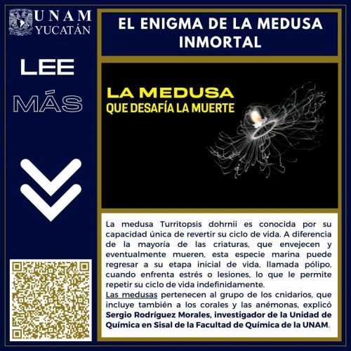 El enigma de la medusa inmortal